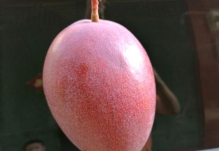 9元/2斤】海南玉文芒 大果 超甜 新鲜热带水果